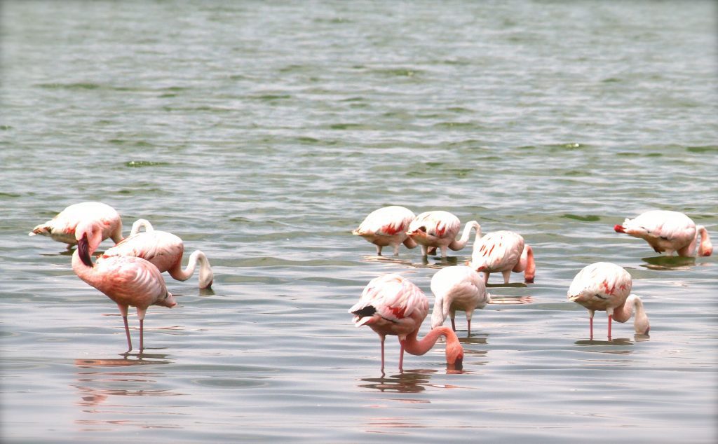 Big Five and Flamingos Safari