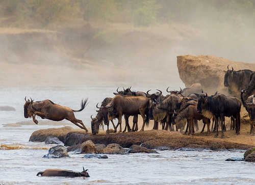 3 Days Mara Wildebeest Migration