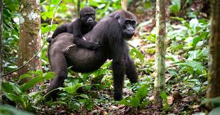 Gorilla Trekking (Bwindi Impenetrable Forest N.P)