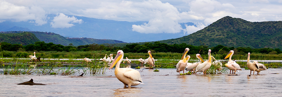 RIFT VALLEY LAKES UP TO ARBA MINCH TOUR PACKAGE