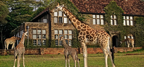 Giraffe Center Day Tour/ Trip Nairobi