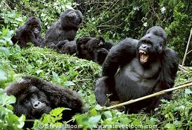 Rwanda Gorilla Safari Package